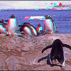 Besuch bei Pinguinen