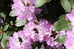 Besuch bei Rhododendrons