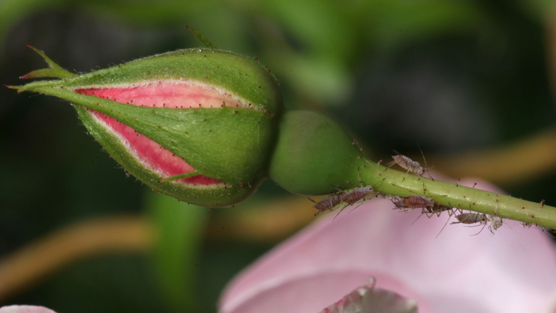 Besuch bei "Rosens"