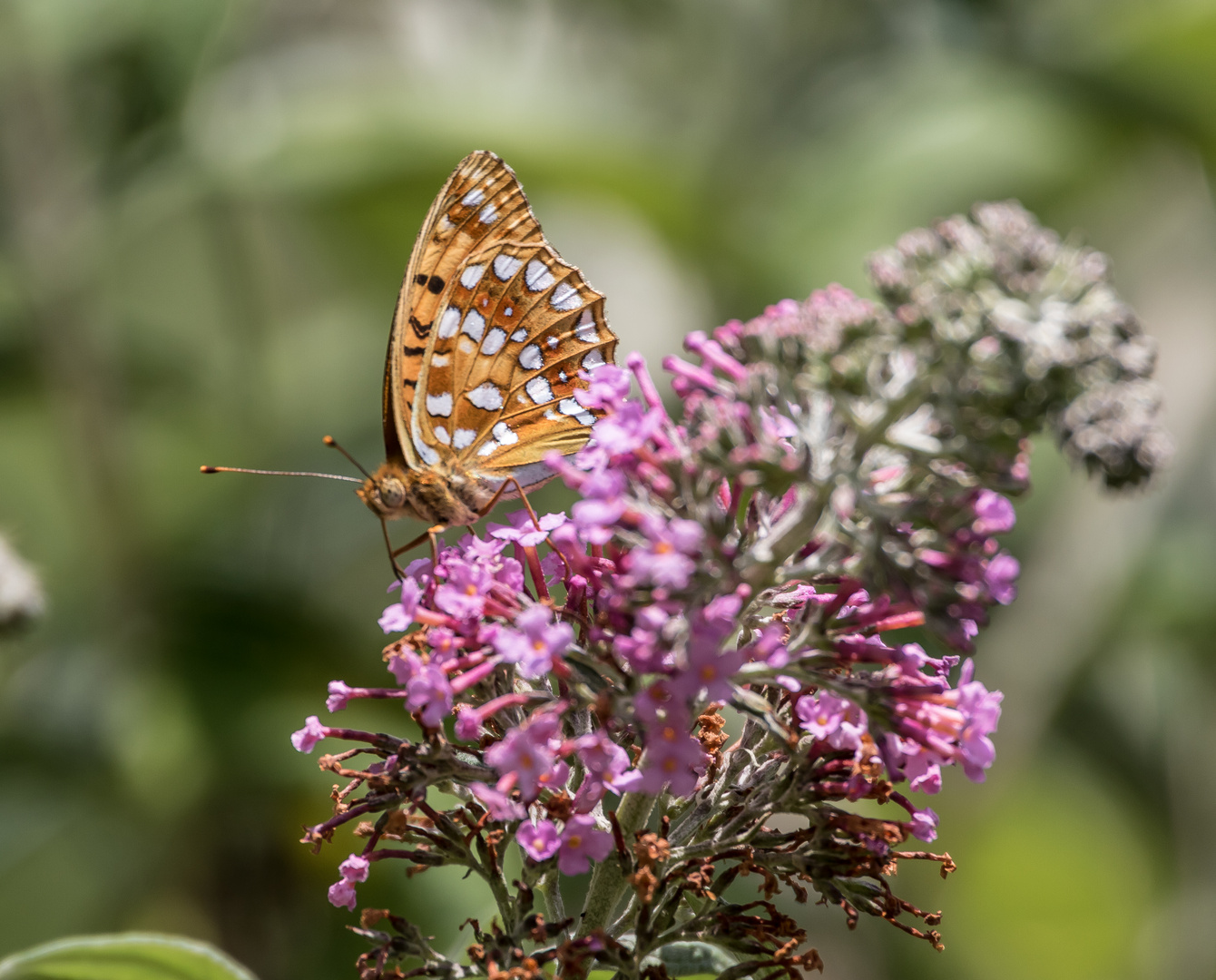 Besuch bei Sommerflieder