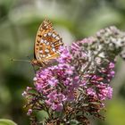 Besuch bei Sommerflieder