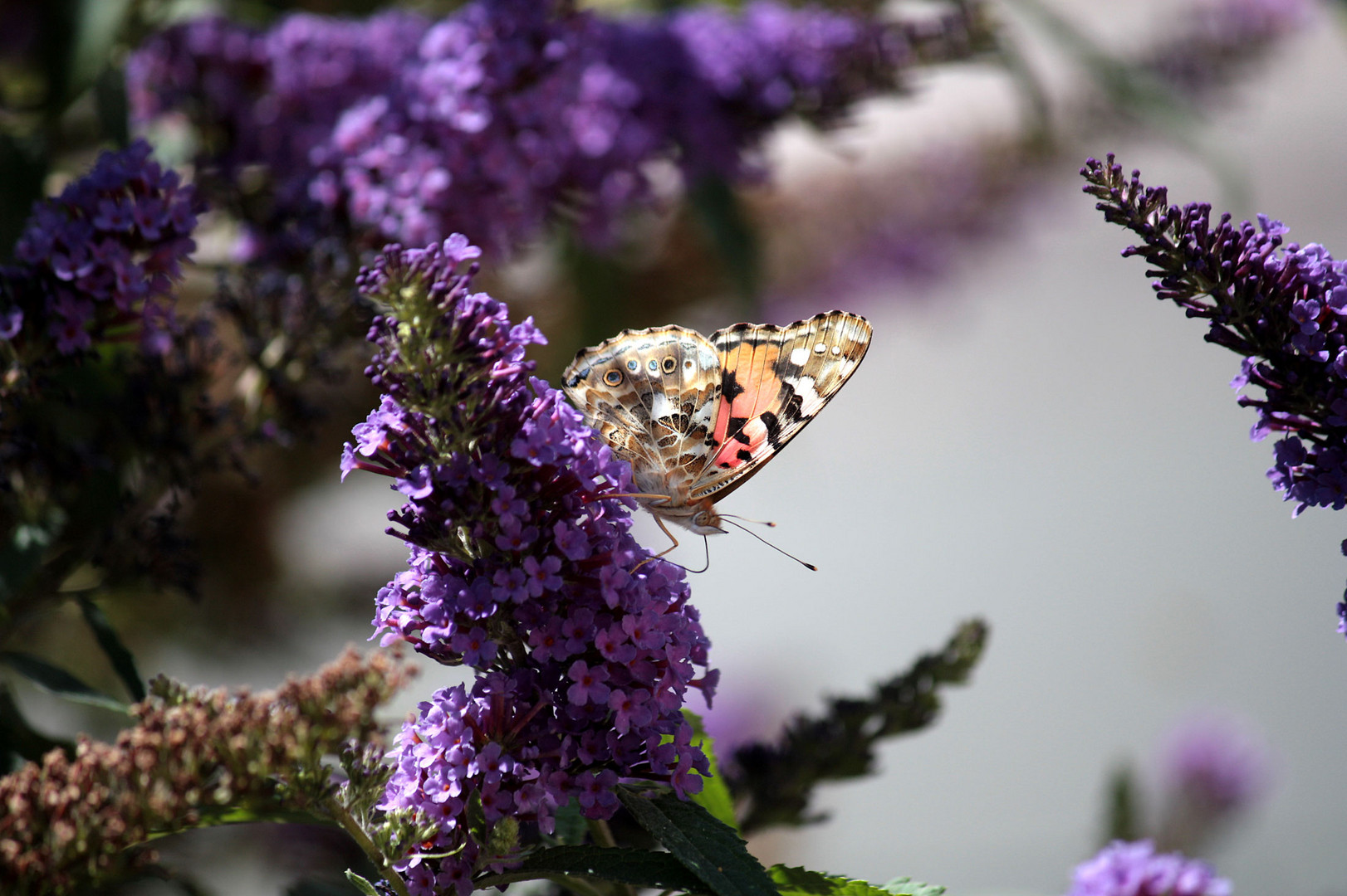 Besuch bei Sommerflieders Tankstelle