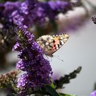 Besuch bei Sommerflieders Tankstelle