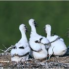 Besuch bei Storch´s