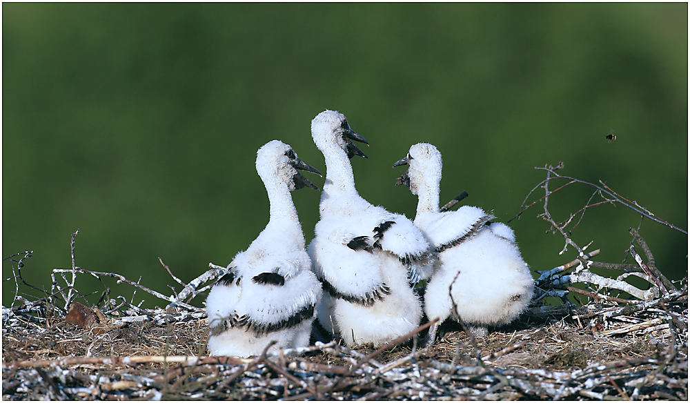 Besuch bei Storch´s