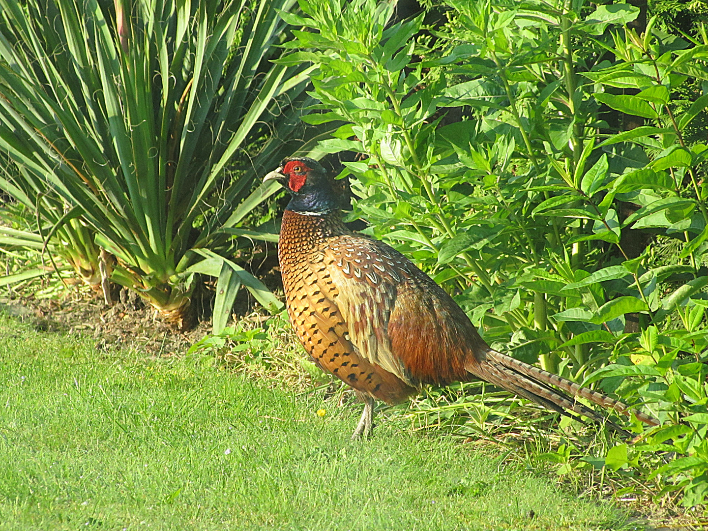 Besuch bei uns im Garten