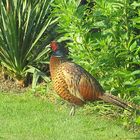 Besuch bei uns im Garten