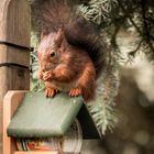 Besuch bei uns im Garten