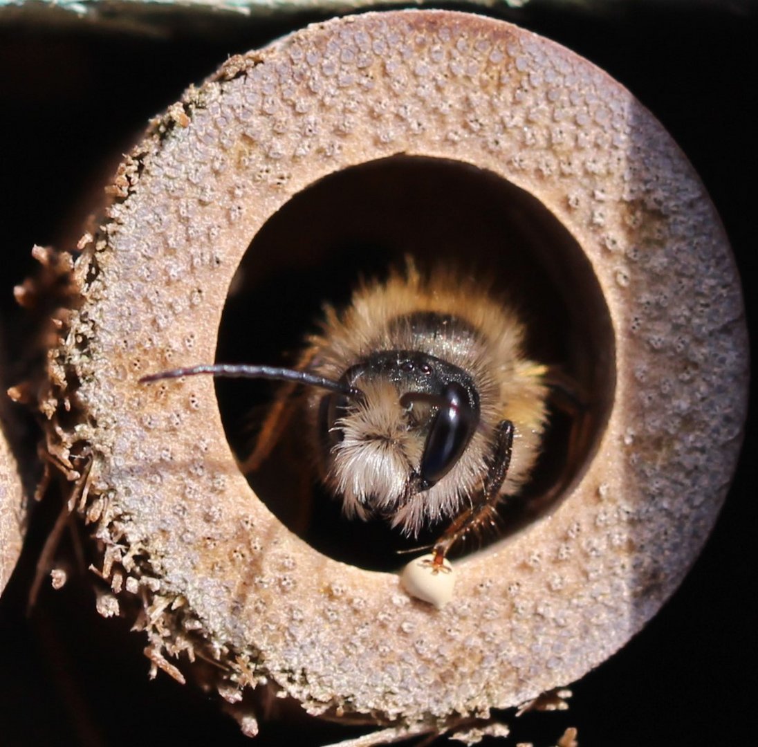 Besuch bei uns im Insektenhotel