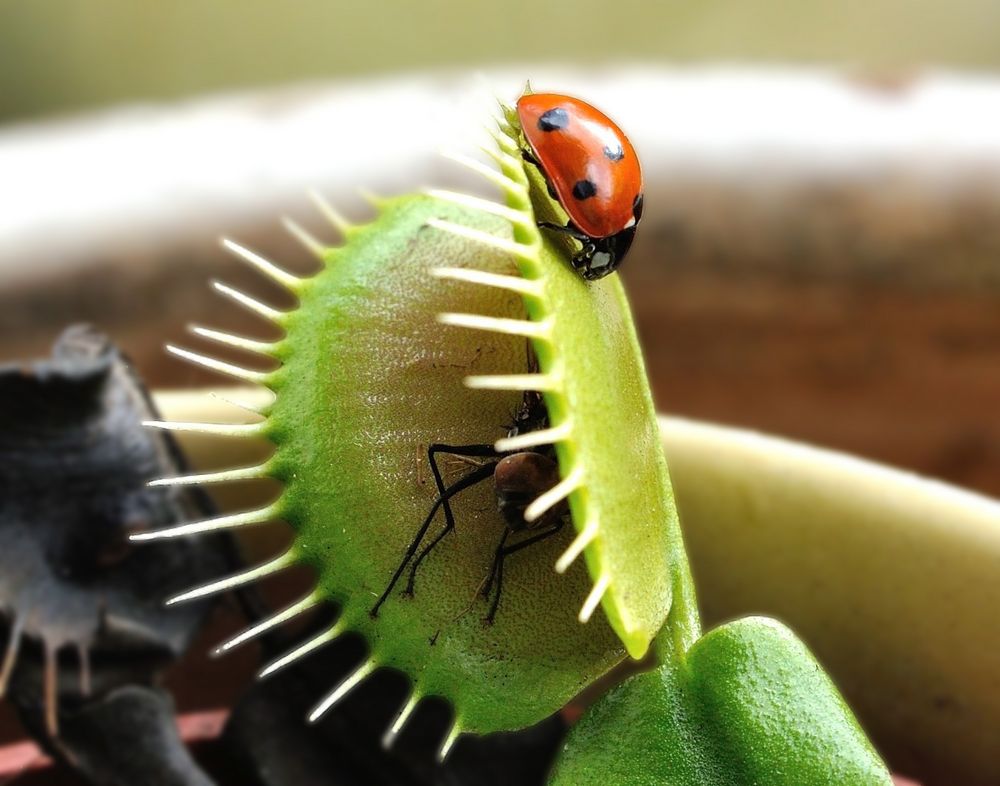 Besuch bei Venus