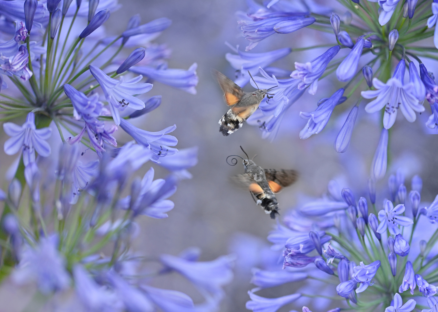 Besuch beim Agapanthus