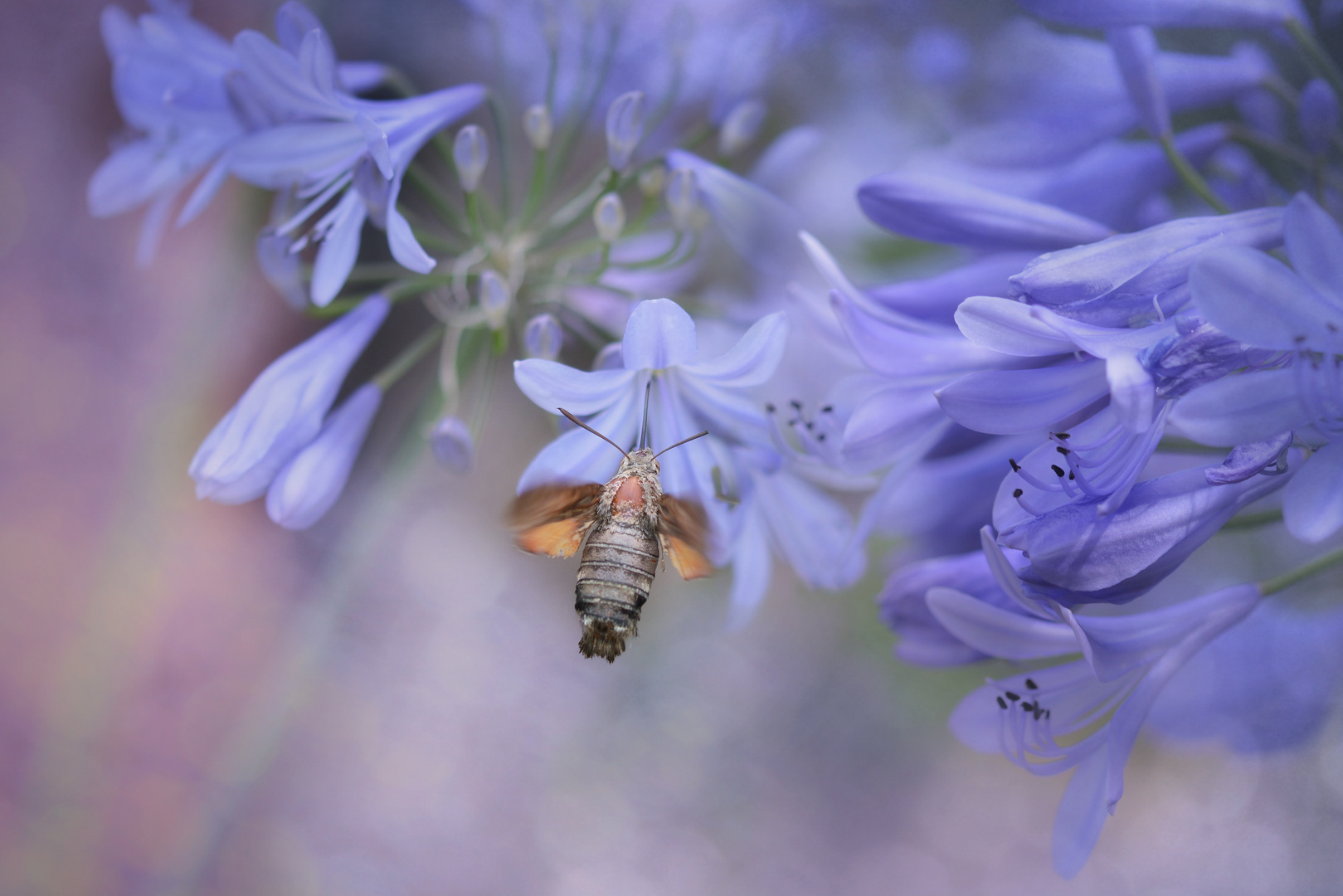 Besuch beim Agapanthus