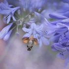 Besuch beim Agapanthus