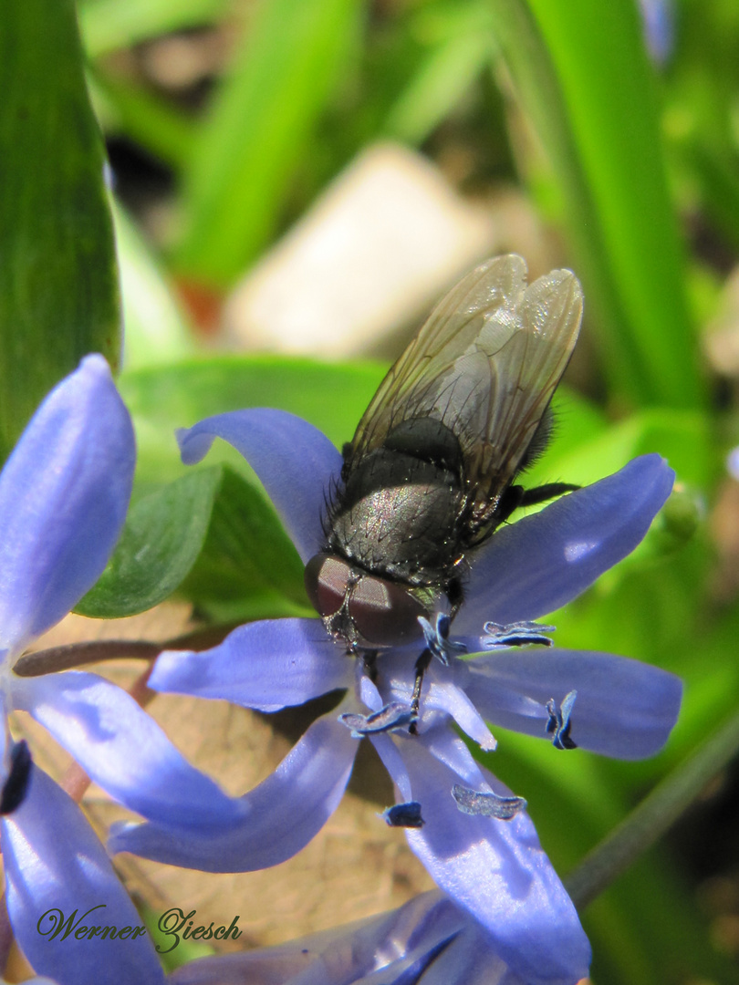 Besuch beim Blaustern