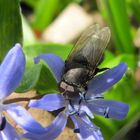 Besuch beim Blaustern