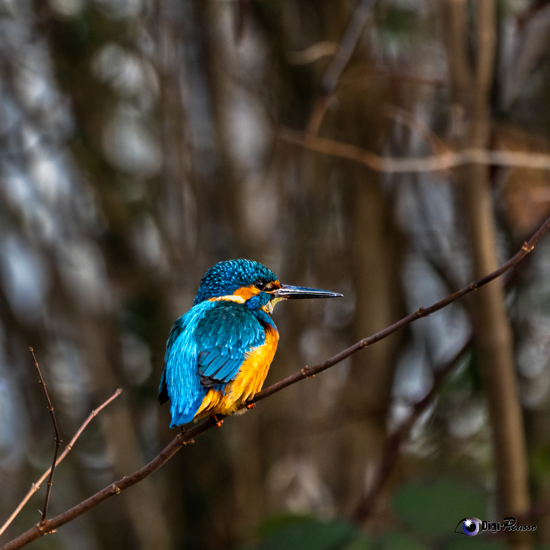 Besuch beim Eisvogel