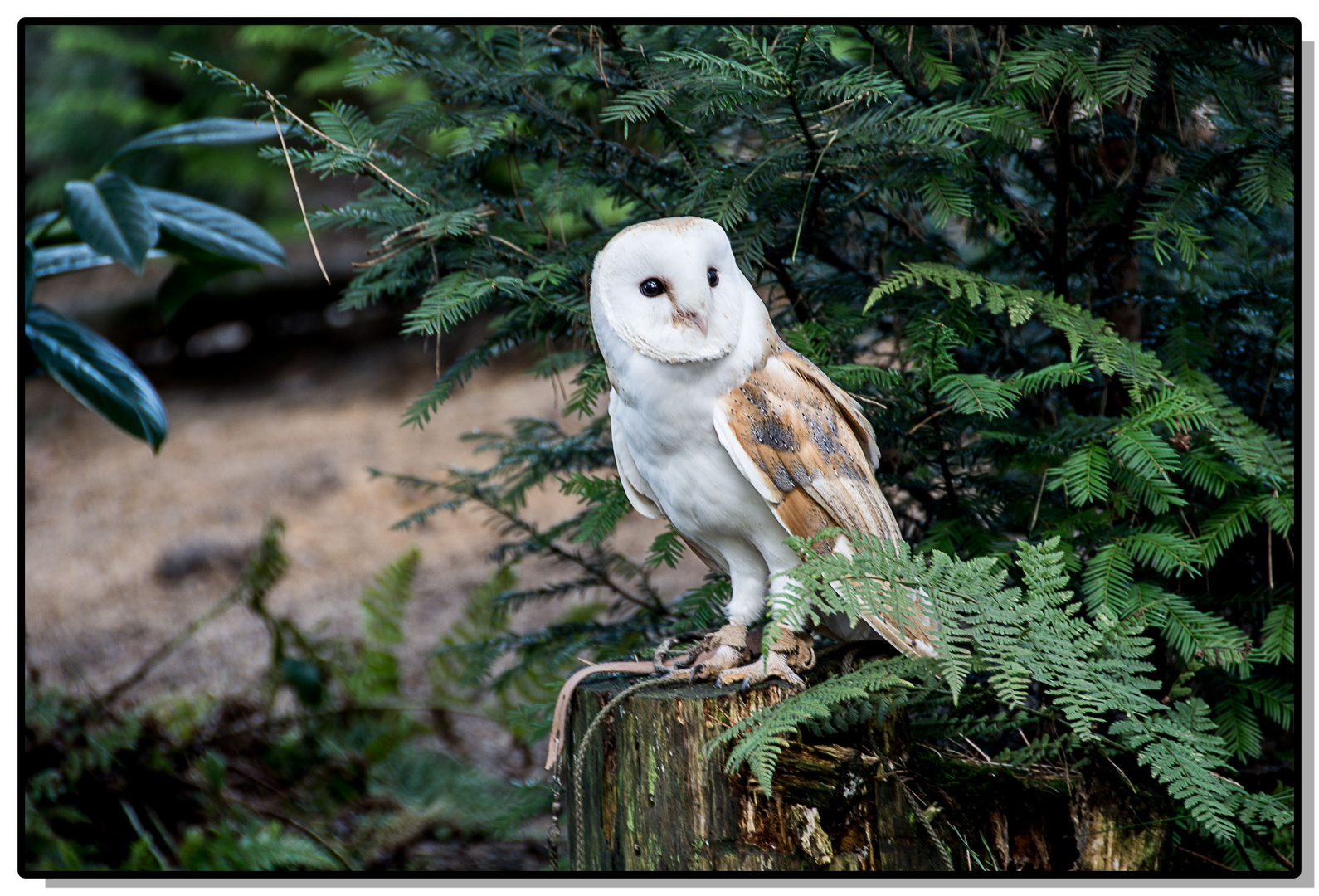 Besuch beim Falkner 2