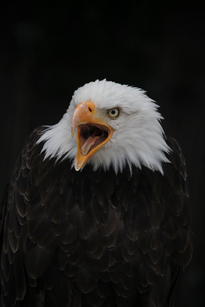 Besuch beim Falkner - Schreiadler