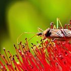 Besuch beim Flaschenputzer