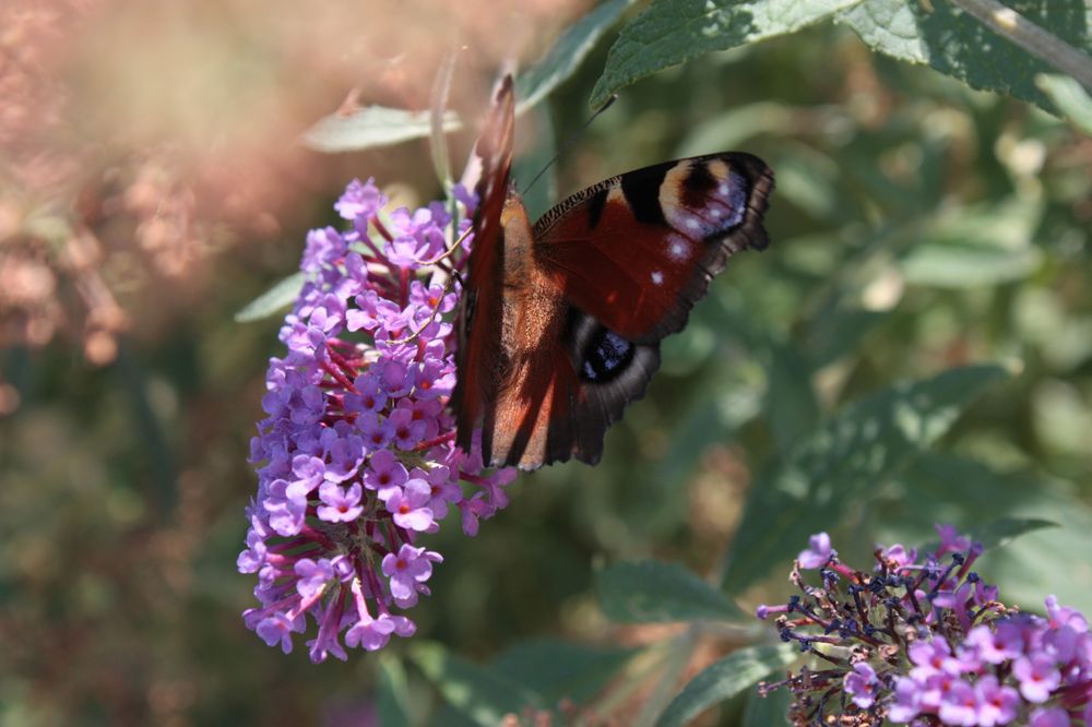 Besuch beim Fliederbusch