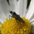 Besuch beim Gänseblümchen