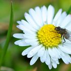 Besuch beim Gänseblümchen