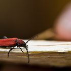 Besuch beim Holz hacken