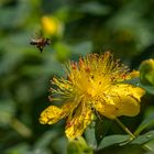 Besuch beim Johanniskraut 