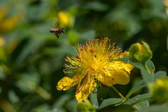 Besuch beim Johanniskraut 