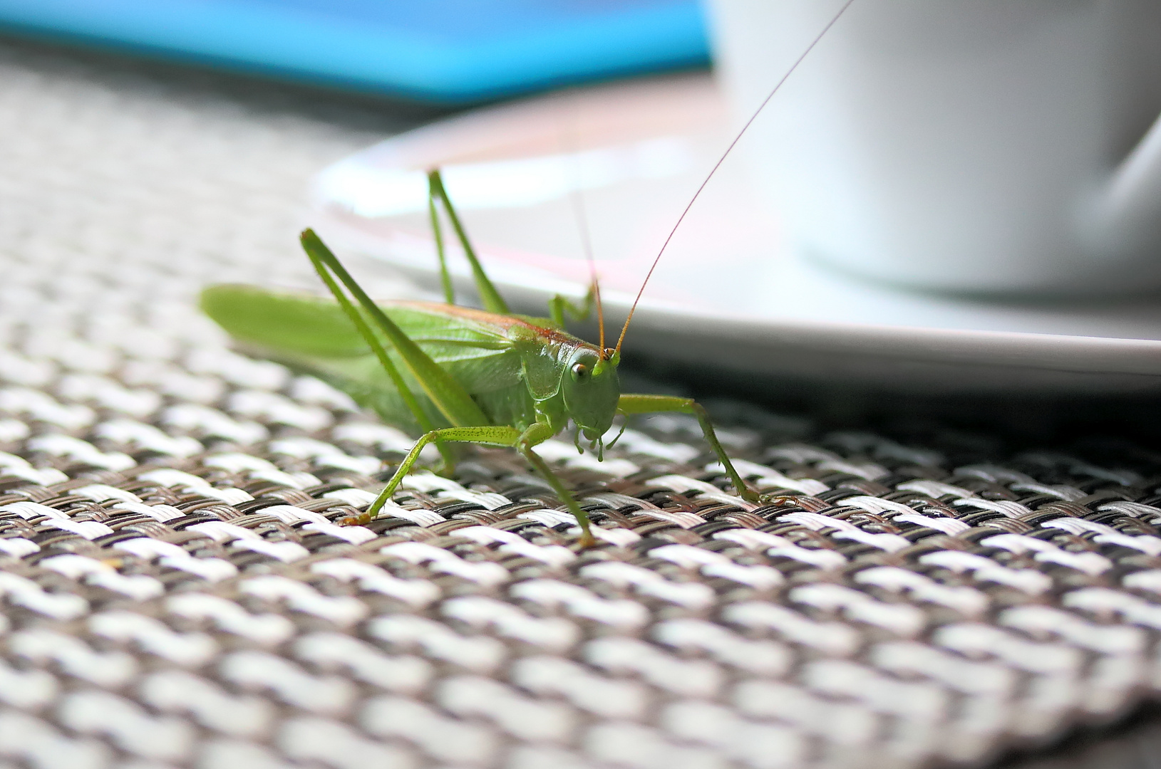 Besuch beim Kaffee....