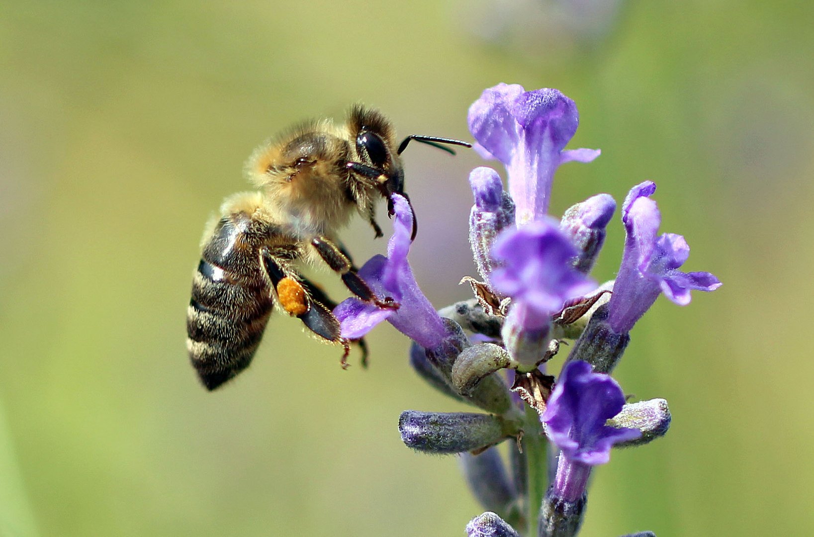 Besuch beim Lavendel