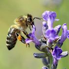 Besuch beim Lavendel