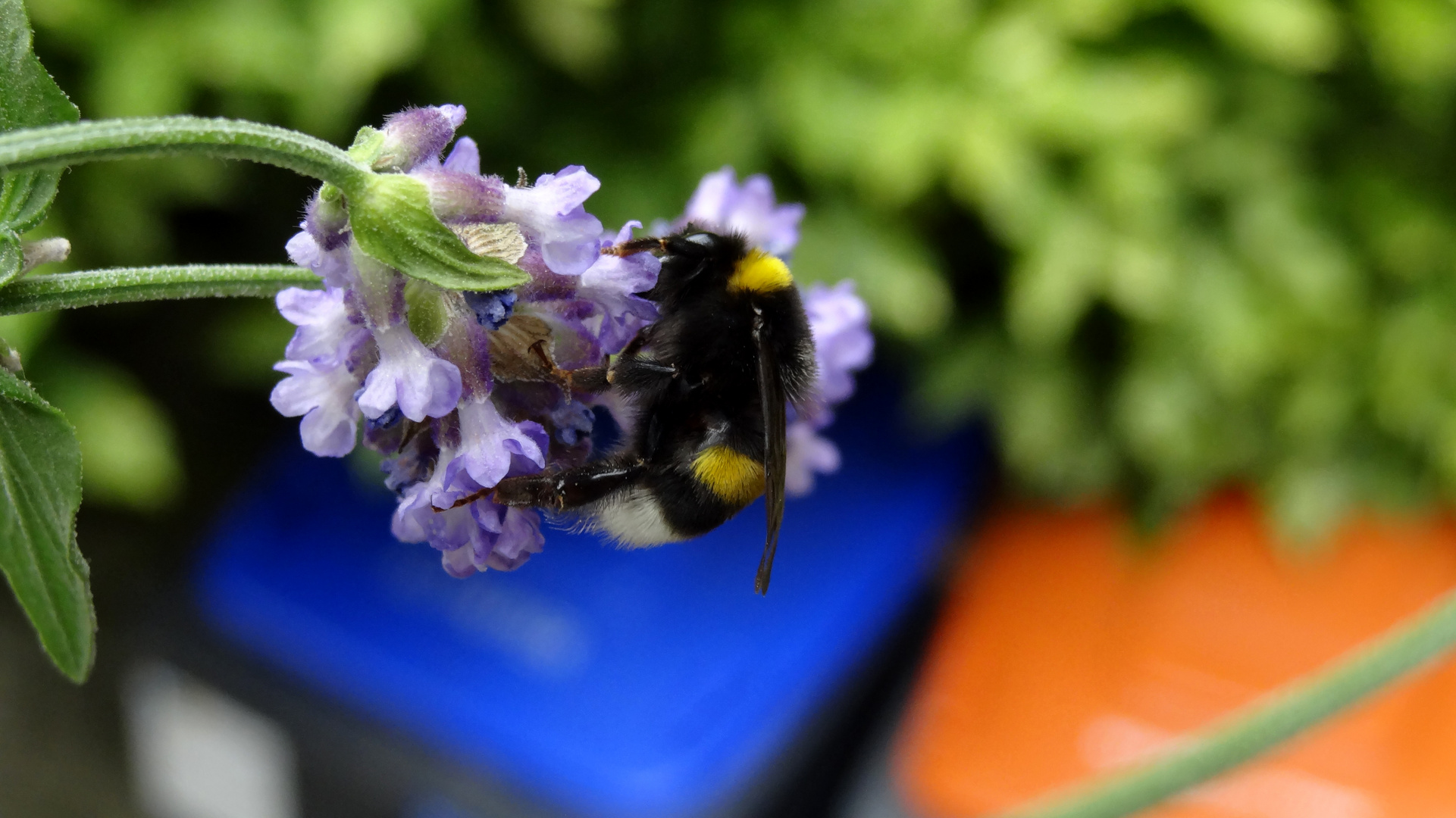 Besuch beim Lavendel