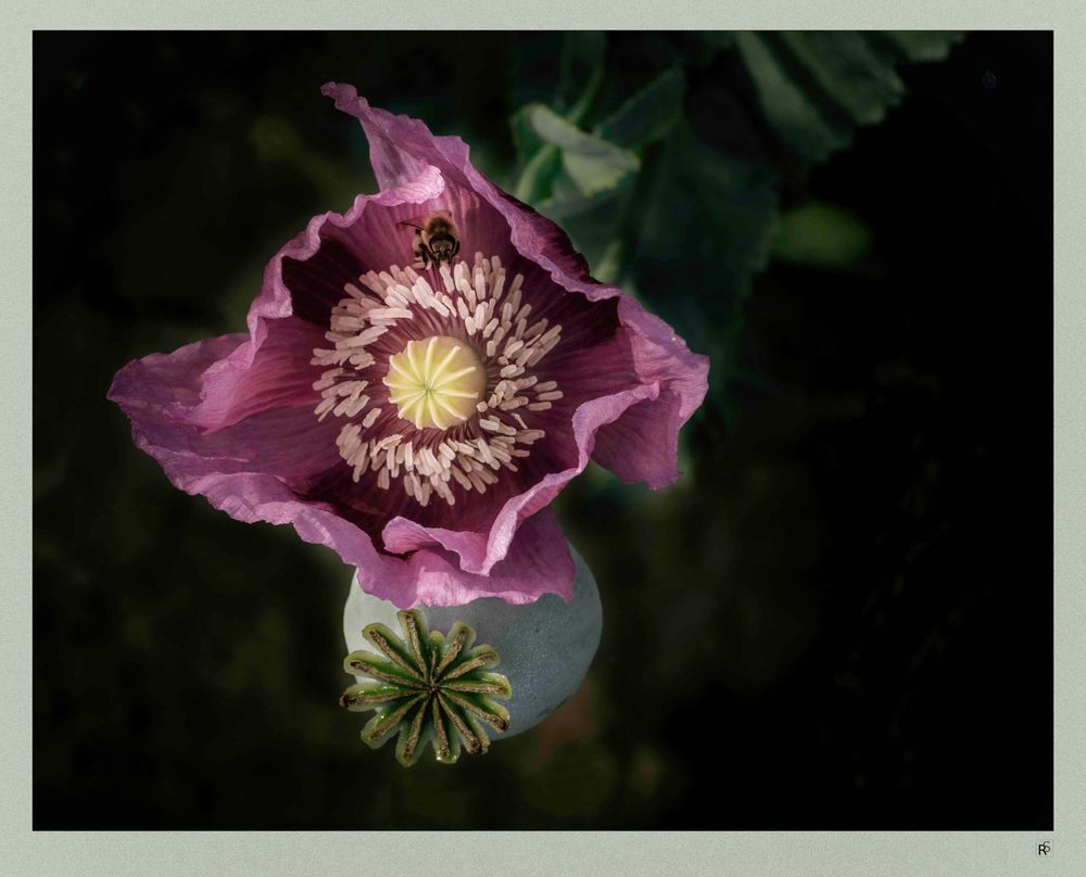 Besuch beim lila Mohn