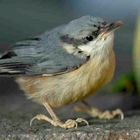 Besuch beim Melonenessen