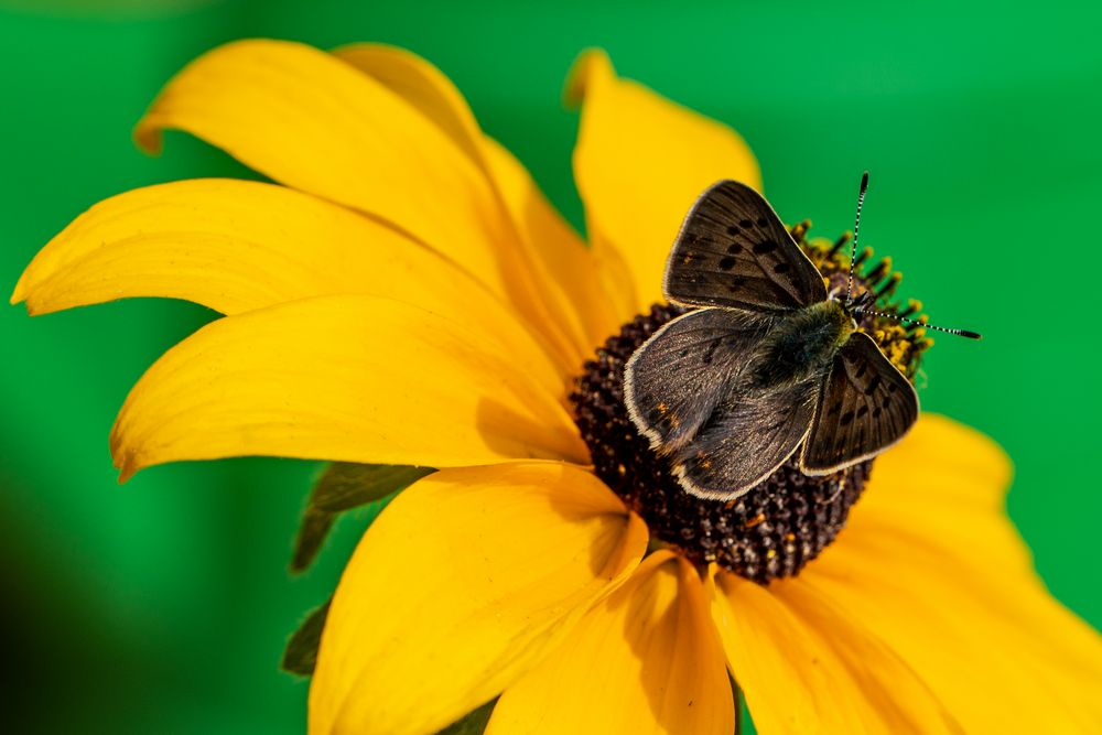 Besuch beim Mittwochsblümchen