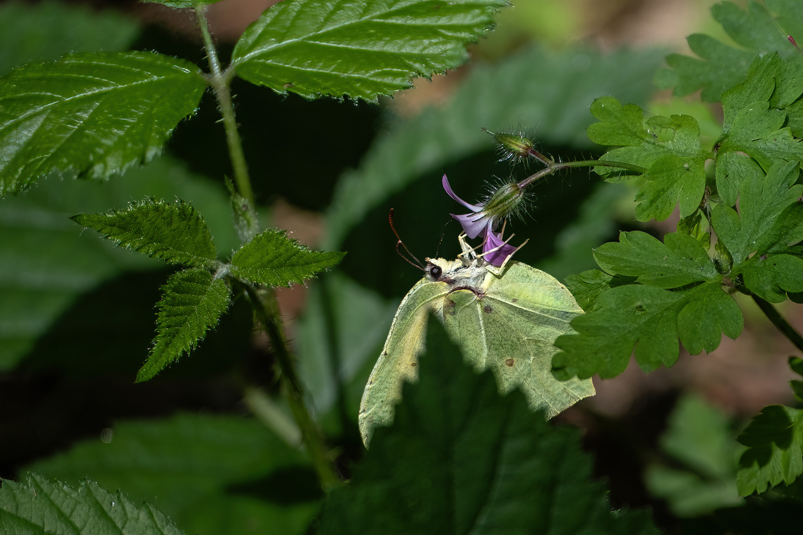 Besuch beim Mittwochsblümchen