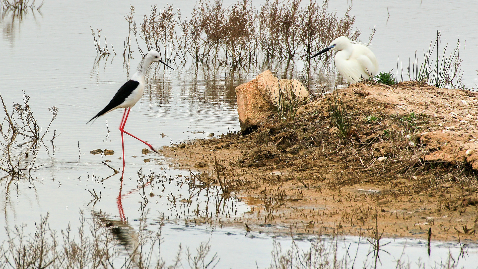 Besuch beim Nachbarn