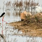 Besuch beim Nachbarn