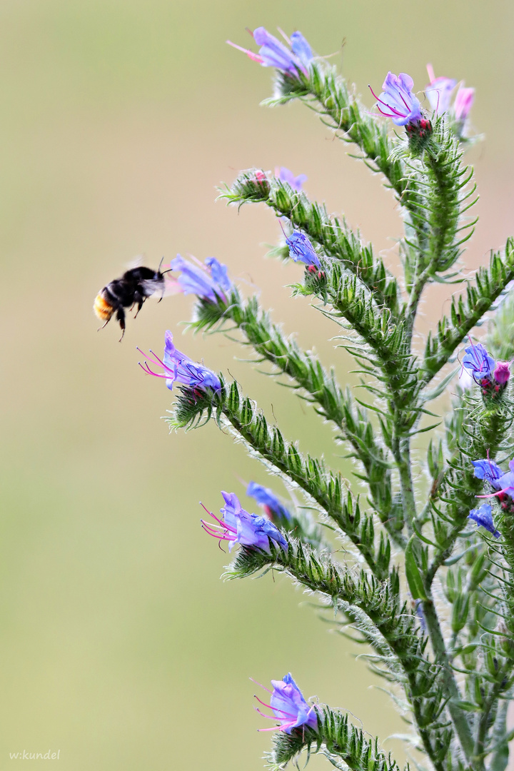 Besuch beim Natternkopf (Echium vulgare)