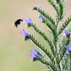 Besuch beim Natternkopf (Echium vulgare)