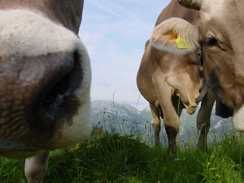 besuch beim picknick