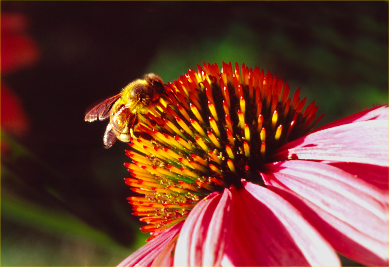 Besuch beim roten Sonnenhut (Echinacea)