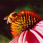 Besuch beim roten Sonnenhut (Echinacea)