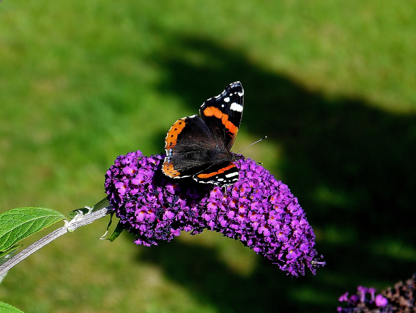 Besuch beim Schmetterlingsbaum 1