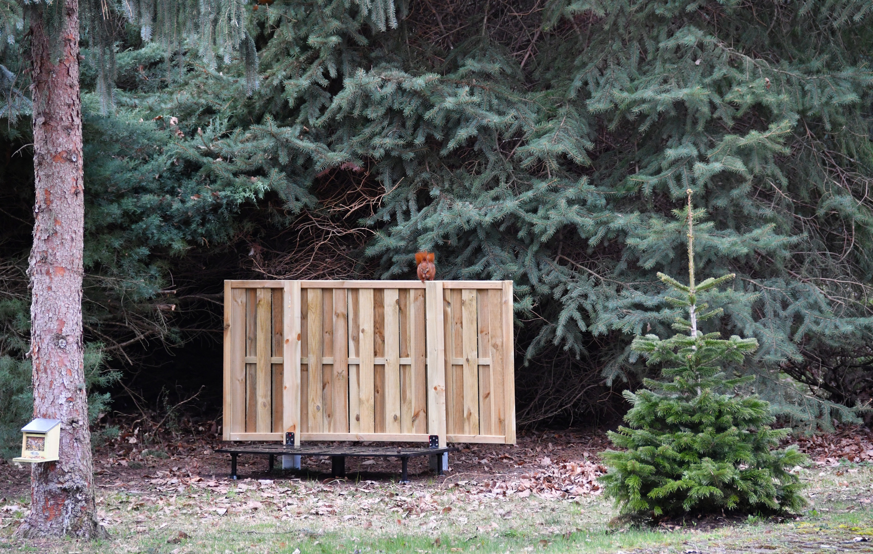 Besuch beim Weihnachtsbaum von 2019