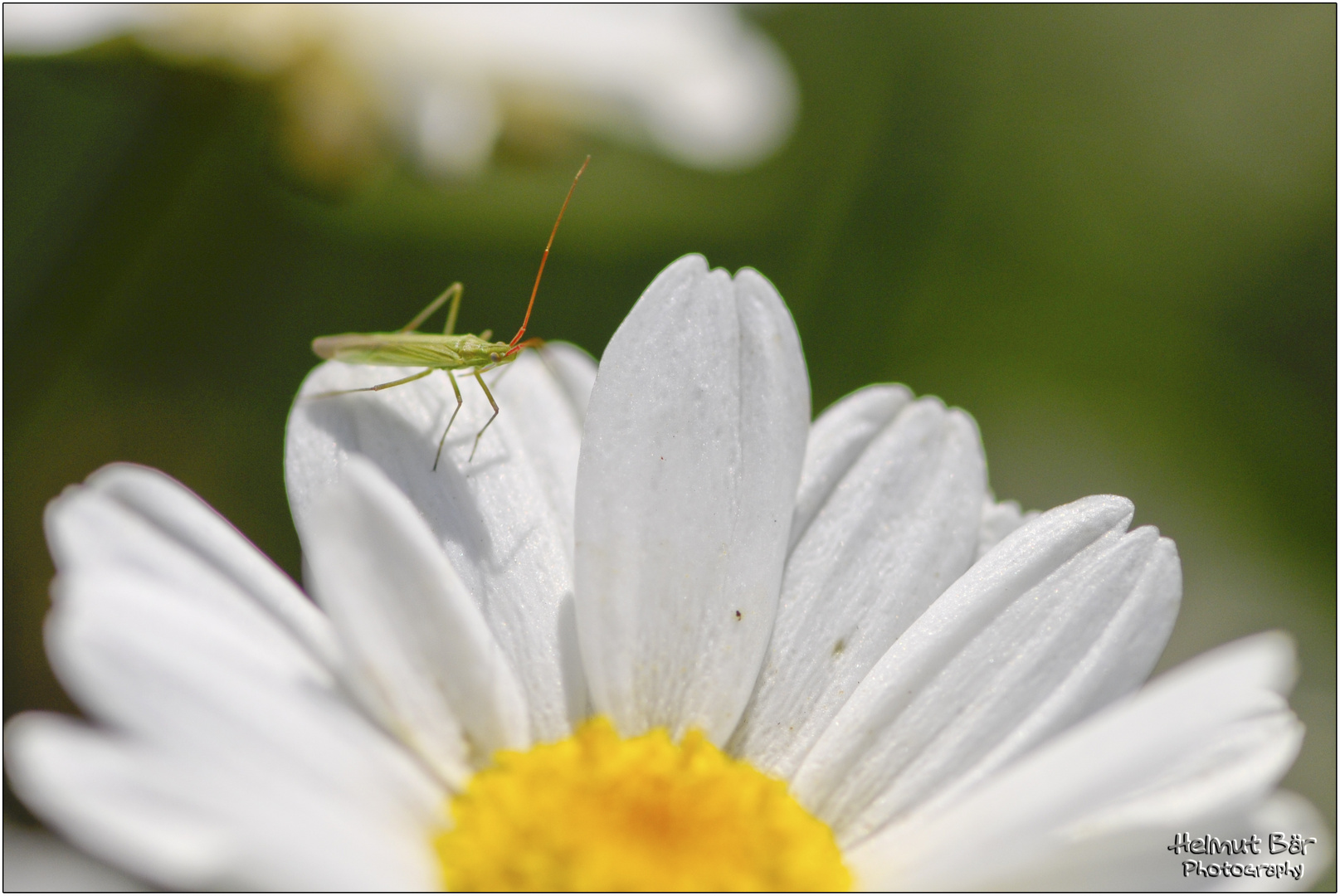 Besuch