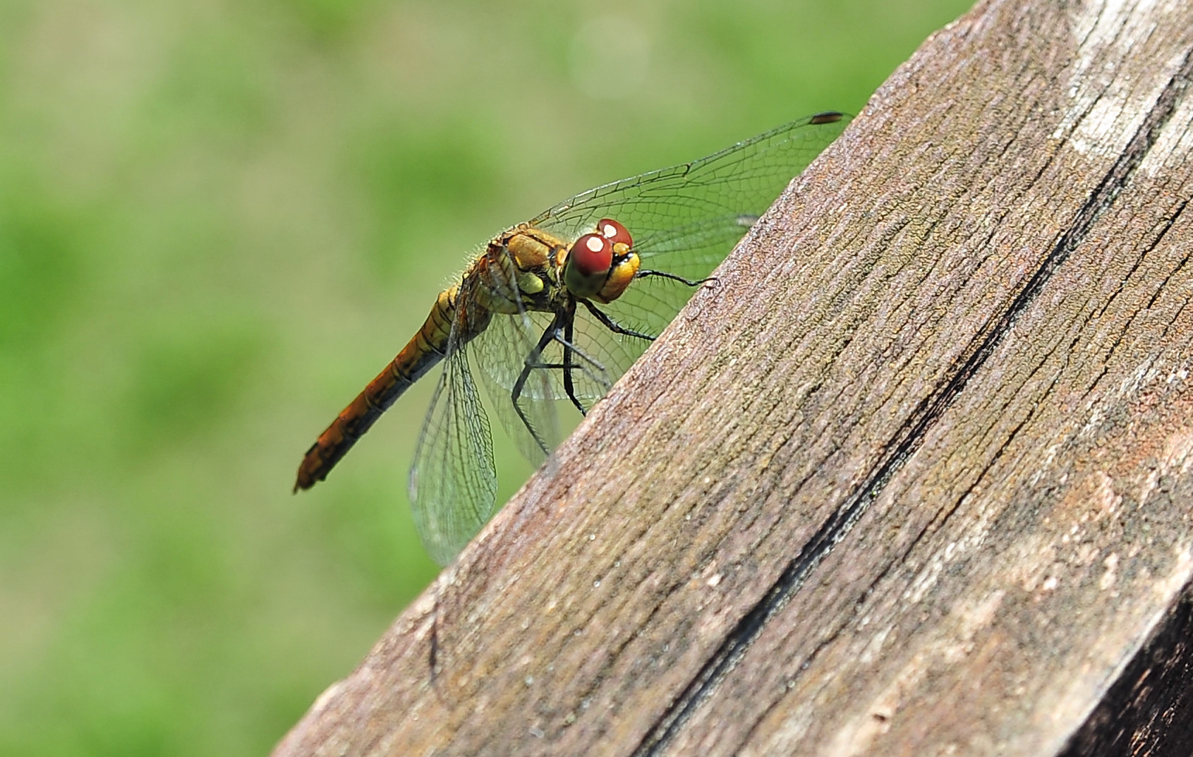 Besuch...