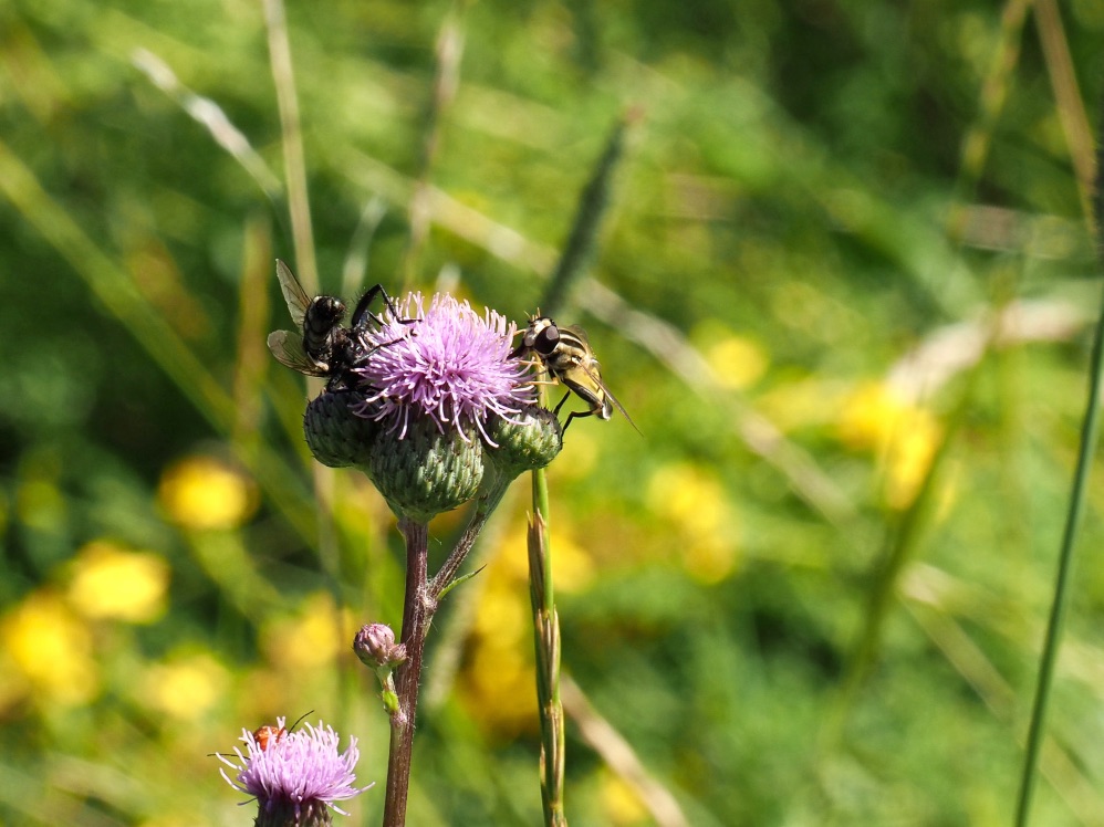 Besuch