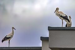 Besuch
